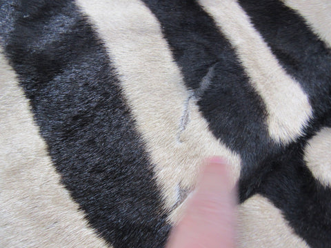 Real Zebra Skin Rug BRAND NEW Burchell's Hide Zebra A Grade - 8 3/4x6 feet #97