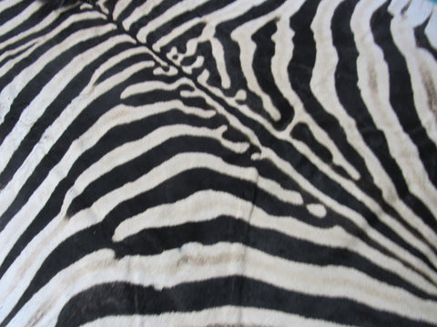 Real Zebra Skin Rug BRAND NEW Burchell's Hide Zebra A Grade - 8x6 feet #98