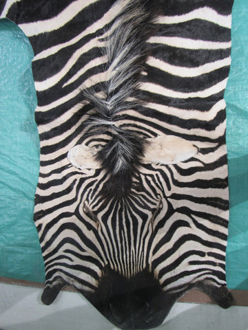 Real Zebra Skin Rug BRAND NEW Burchell's Hide Zebra A Grade - 8x6 feet #98