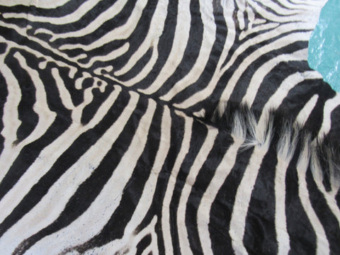 Real Zebra Skin Rug BRAND NEW Burchell's Hide Zebra A Grade - 8x6 feet #98