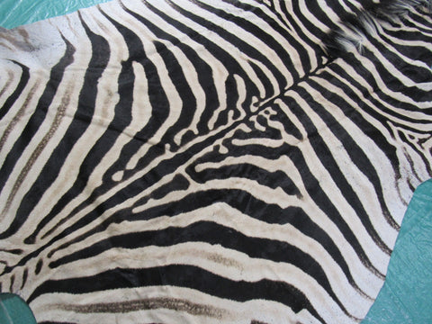 Real Zebra Skin Rug BRAND NEW Burchell's Hide Zebra A Grade - 8x6 feet #98