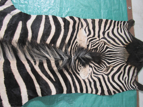 Real Zebra Skin Rug BRAND NEW Burchell's Hide Zebra A Grade - 8x6 feet #98