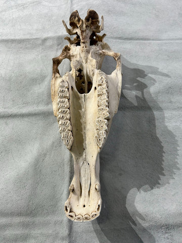 Donkey Skull - Real Donkey Cranium NO LOWER JAW- Approximate Size: About 9" X 5 1/2" wide X 22"