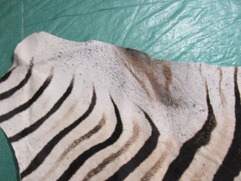 Real Zebra Skin Rug BRAND NEW Burchell's Hide Zebra A Grade - 8x6 feet #98