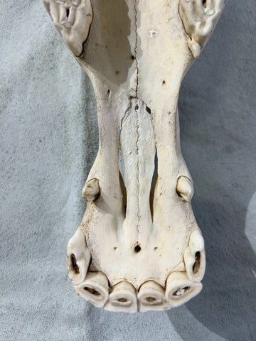 Donkey Skull - Real Donkey Cranium NO LOWER JAW- Approximate Size: About 9" X 5 1/2" wide X 22"