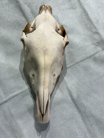 Donkey Skull - Real Donkey Cranium NO LOWER JAW- Approximate Size: About 9" X 5 1/2" wide X 22"