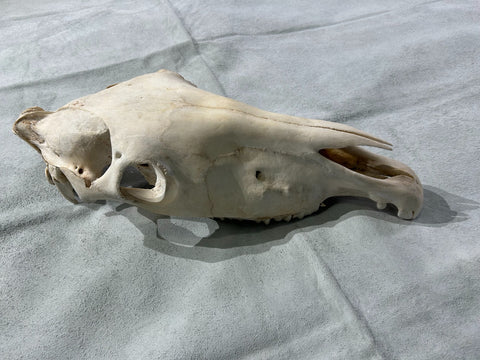 Donkey Skull - Real Donkey Cranium NO LOWER JAW- Approximate Size: About 9" X 5 1/2" wide X 22"