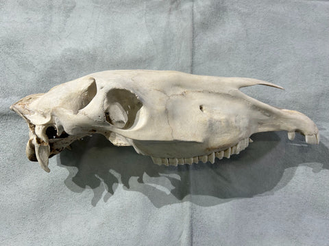 Donkey Skull - Real Donkey Cranium NO LOWER JAW- Approximate Size: About 9" X 5 1/2" wide X 22"