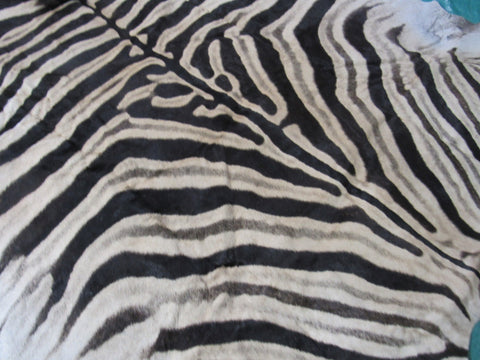 Real Zebra Skin Rug BRAND NEW Burchell's Hide Zebra A Grade - 8 1/4x6 feet #99