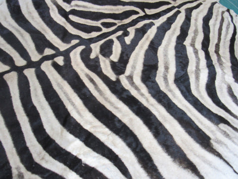 Real Zebra Skin Rug BRAND NEW Burchell's Hide Zebra A Grade - 8 1/4x6 feet #99