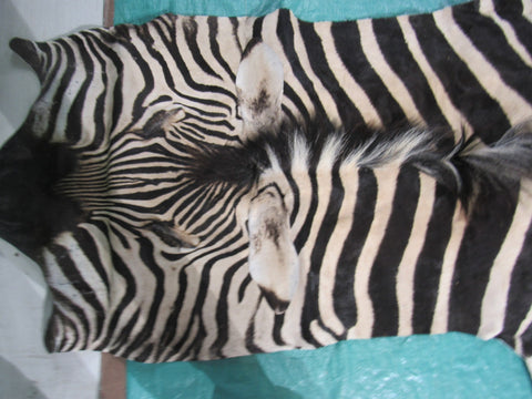 Real Zebra Skin Rug BRAND NEW Burchell's Hide Zebra A Grade - 8 1/4x6 feet #99