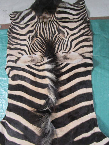 Real Zebra Skin Rug BRAND NEW Burchell's Hide Zebra A Grade - 8 1/4x6 feet #99