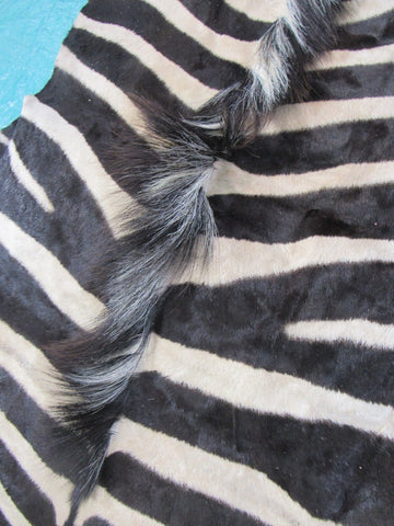 Real Zebra Skin Rug BRAND NEW Burchell's Hide Zebra A Grade - 8 1/4x6 feet #99