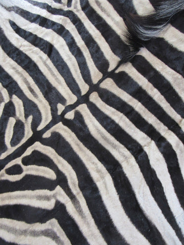 Real Zebra Skin Rug BRAND NEW Burchell's Hide Zebra A Grade - 8 1/4x6 feet #99