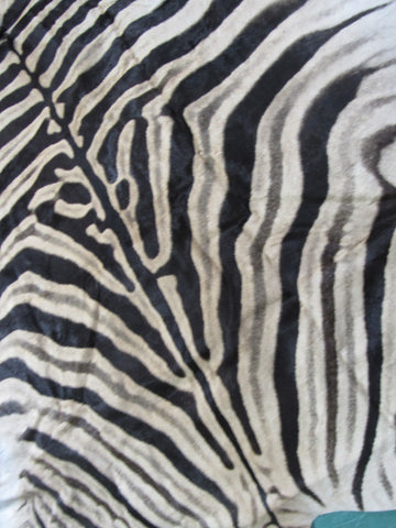 Real Zebra Skin Rug BRAND NEW Burchell's Hide Zebra A Grade - 8 1/4x6 feet #99