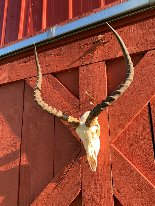 Impala Skull - Real African Antelope Horns - African Trophy Skull - BIG SIZE (Horns are 22" long)