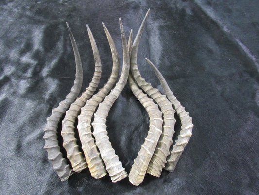 1 Impala Horn, African Antelope Horn - Average Size Approx. 18" (measured straight)