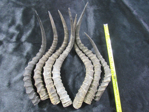 1 Impala Horn, African Antelope Horn - Average Size Approx. 18" (measured straight)