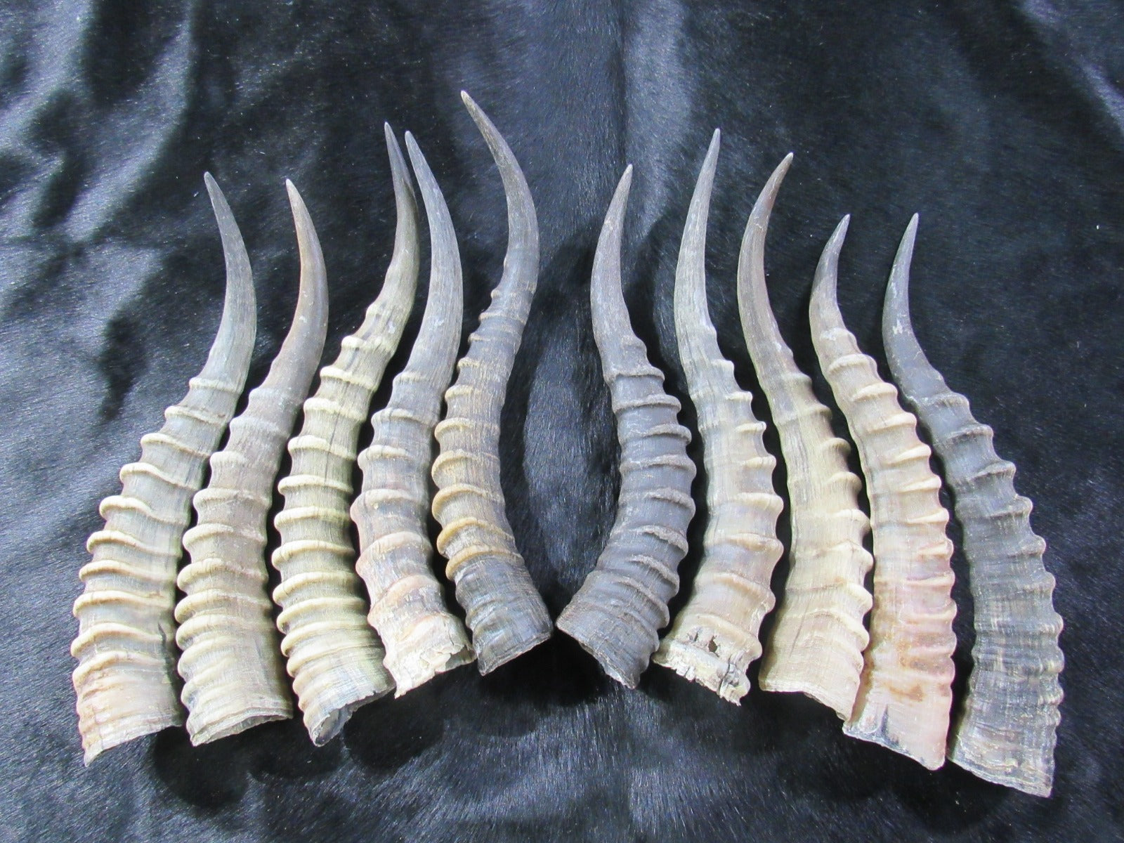 White Blesbok Shoulder Mount – 16 Horn African Antelope White Blesbok Shoulder Mount – 16 Horn African Antelope