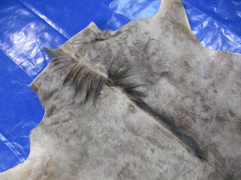 Gnu Skin Rug - Wildebeest Skin Rug - Size: 5.5x4.5" O-1157 a bit stiff/ scars