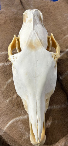 Donkey Skull - Real Donkey Cranium # YY- Approximate Size: About 11" tall X 7 1/2" wide X 19" deep