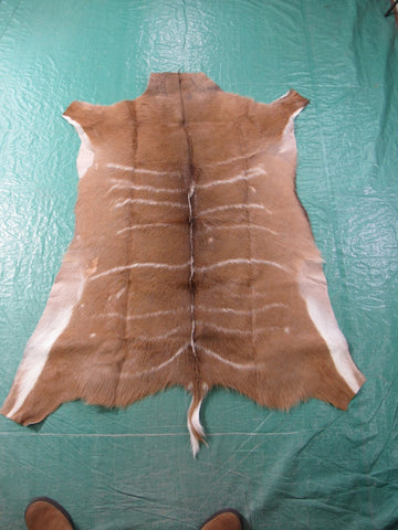 Kudu Skin Rug (Some scars, stiffer than cowhides, Tail is 8") Size: 58x51 inch B-256