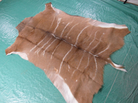 Kudu Skin Rug (Some scars, stiffer than cowhides, Tail is 8") Size: 58x51 inch B-256