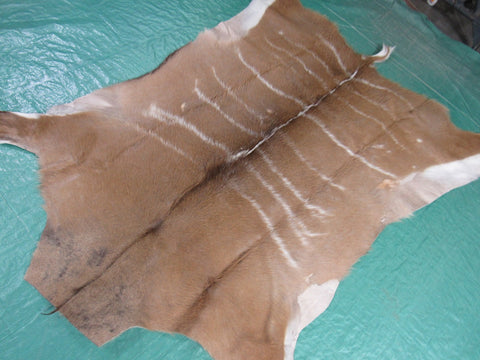 Kudu Skin Rug (Some scars, stiffer than cowhides, Tail is 8") Size: 58x51 inch B-256