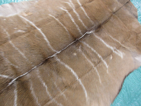 Kudu Skin Rug (Some scars, stiffer than cowhides, Tail is 8") Size: 58x51 inch B-256