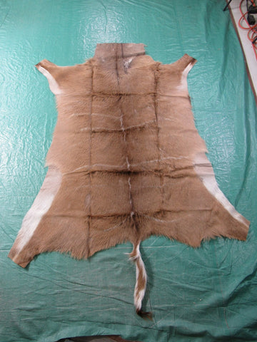 Kudu Skin Rug (Some scars, Tail is 15", hard tanned, stiffer than cowhides) Size: 62x56 inch B-258