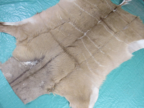 Kudu Skin Rug (Some scars, Tail is 15", hard tanned, stiffer than cowhides) Size: 62x56 inch B-258