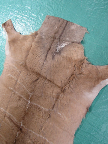 Kudu Skin Rug (Some scars, Tail is 15", hard tanned, stiffer than cowhides) Size: 62x56 inch B-258