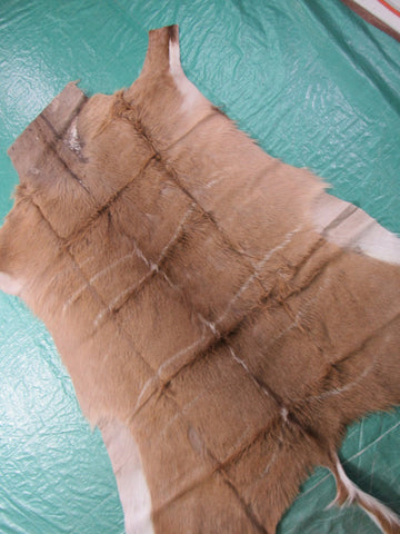 Kudu Skin Rug (Some scars, Tail is 15", hard tanned, stiffer than cowhides) Size: 62x56 inch B-258