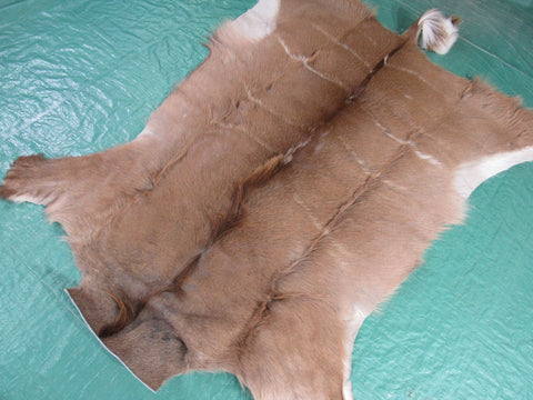 Kudu Skin Rug (Some scars, Longish hair, Tail is 13", hard tanned, stiffer than cowhides) Size: 55x49 inch B-260
