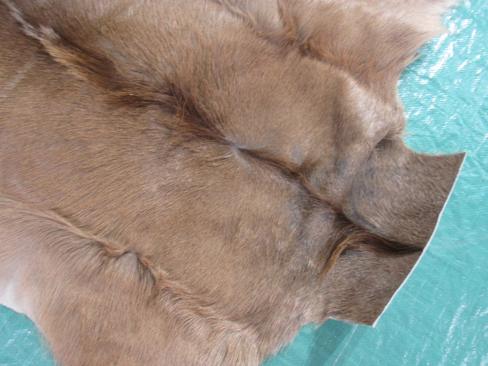 Kudu Skin Rug (Some scars, Longish hair, Tail is 13", hard tanned, stiffer than cowhides) Size: 55x49 inch B-260
