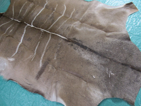 Kudu Skin Rug (Some scars, Tail is 10", really hard) Size: 67x56 inch B-259