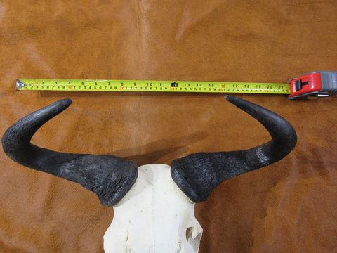 Skull/ Gnu Skull / Blue Wildebeest Skull