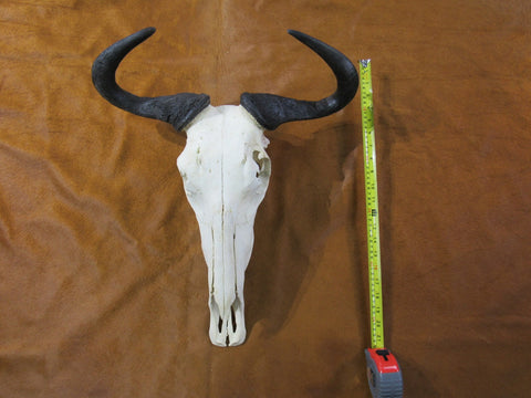 Skull/ Gnu Skull / Blue Wildebeest Skull