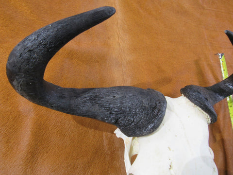 Skull/ Gnu Skull / Blue Wildebeest Skull