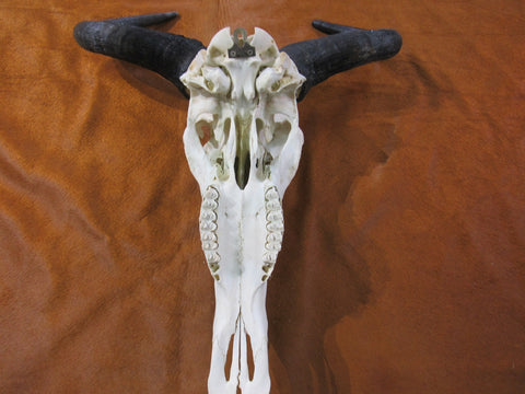 Skull/ Gnu Skull / Blue Wildebeest Skull