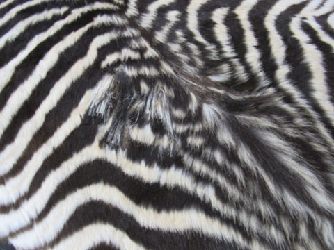 Real Zebra Skin Rug - Juvenile Size - BRAND NEW Burchell's Hide Zebra Rug - Size: 67"x42" #100