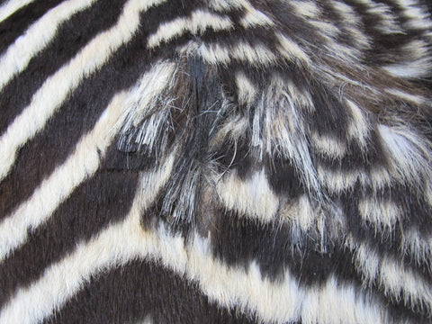 Real Zebra Skin Rug - Juvenile Size - BRAND NEW Burchell's Hide Zebra Rug - Size: 67"x42" #100