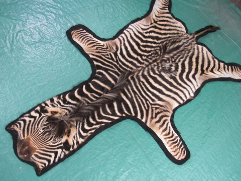 Real Zebra Skin Rug - Juvenile Size - BRAND NEW Burchell's Hide Zebra Rug - Size: 67"x42" #100