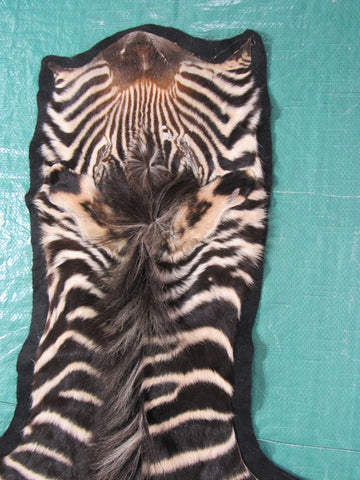 Real Zebra Skin Rug - Juvenile Size - BRAND NEW Burchell's Hide Zebra Rug - Size: 67"x42" #100