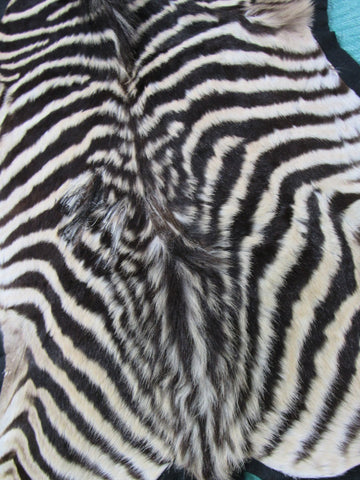 Real Zebra Skin Rug - Juvenile Size - BRAND NEW Burchell's Hide Zebra Rug - Size: 67"x42" #100