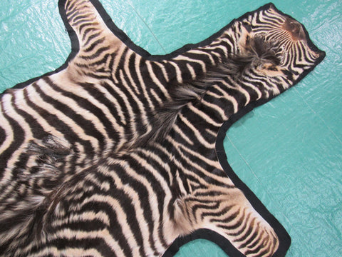 Real Zebra Skin Rug - Juvenile Size - BRAND NEW Burchell's Hide Zebra Rug - Size: 67"x42" #100