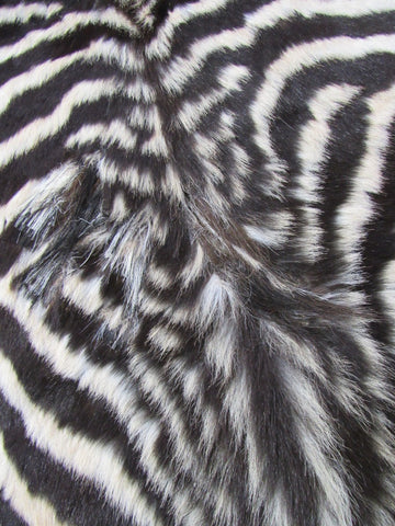 Real Zebra Skin Rug - Juvenile Size - BRAND NEW Burchell's Hide Zebra Rug - Size: 67"x42" #100