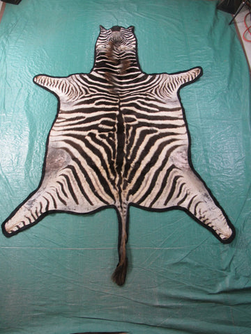 Real Zebra Skin