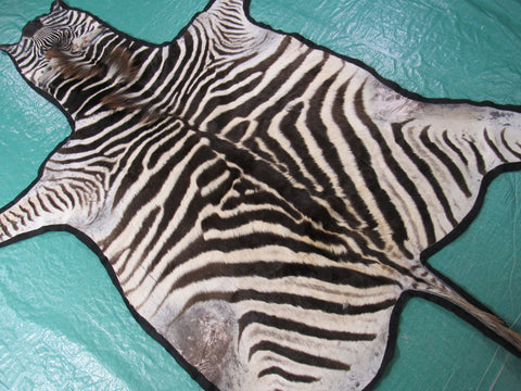 Real Zebra Skin Rug - Juvenile Size - BRAND NEW Burchell's Hide Zebra Rug - Size: 85"x58" (Tail is 17") #101