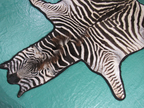 Real Zebra Skin Rug - Juvenile Size - BRAND NEW Burchell's Hide Zebra Rug - Size: 85"x58" (Tail is 17") #101